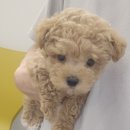 댕댕프렌즈 이미지