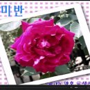 연제고등학교 장미축제 공연 -사랑의 트위스트 라인댄스 (2009. 6. 5) 이미지