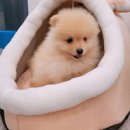 위드펫홈 | 부천 애견동반숙소 TOP 3 - 테라스와 캠핑 비교 후기 많은 곳