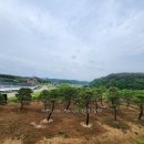 소나무 - 안산시 단원구 광덕2로 185-8 | 소나무