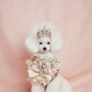 도그아트켄넬 이미지