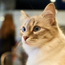 고양이카페38.5 이미지