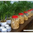 맛집삼계탕 이미지