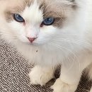 미뇽 캣 이미지