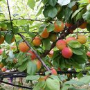 플럼호텔 이미지