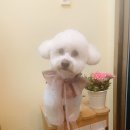 강아지는 미용빨 이미지