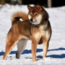 시바견 전문 가도켄넬 이미지