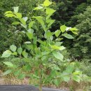 돌배농원 이미지