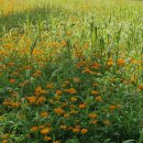 7월 26일(토) &#39;프로레슬링의 전설&#39;…&#34;호건은 미국 그 자체&#34; 애도 물결 이미지