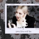 로제펫샵 이미지