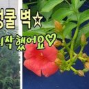 능소화 개화시기 꽃말 포토 묘목 키우기 여름꽃 종류 이미지