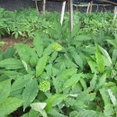 홍동농장 이미지