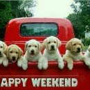 이쁜강아지 이미지