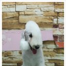달이네일 이미지