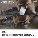 라쿤솜사탕