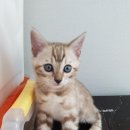 나비캐터리 이미지