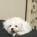 (반려동물 수제간식 후기) 손큰언냐의 수제간식♡