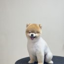 모모 애견미용 이미지