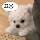 굳이 프로젝트 #3일차 2024년 10things to do