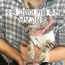 용현빌딩 | [수원 놀거리] :: 수원 고양이 카페 추천, 냥보고심쿵