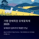 2141 | 가평 양떼목장 유채꽃축제 2025: 유채꽃·알파카·체험 가이드 완전정리