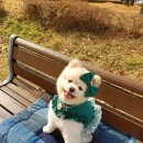 강아지 멋내기 이미지