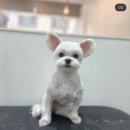 엄댕샵 이미지