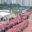 서울신목초등학교 | 중랑 서울장미축제 꽃이 가득 핀 실시간 산책