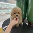 인천강아지분양 테디럽 이미지