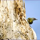 딱따구리 이미지