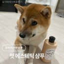 (주)펫둥이 | 강아지샴푸 강아지천연샴푸 디고 펫 에스테틱 샴푸 강아지약용샴푸