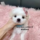 하늘켄넬 네이버블로그
