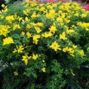 양골담초 (애니시다; 금작화(金雀花)) Cytisus scoparius 이미지