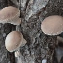 다대농장 이미지