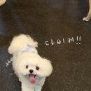 멍멍이와 숲속에서 이미지
