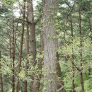 거창-신원-4 이미지