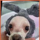 하이 멍뭉아 이미지