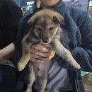 충청북도 보은군 보은읍 삼산로 18 이미지