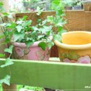 사과정원 이미지