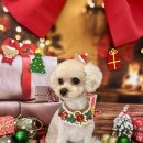 햇살애견미용실 이미지