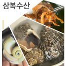 소라 | 이렇게 싱싱해도 되나요? 여름 제철 해산물, 태안·포항항 자연산 참소라 후기