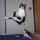 날으는고양이 이미지