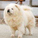 명품켄넬 이미지