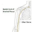 Course of the Ulnar nerve 이미지