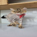 야옹아 놀자 경주점 이미지