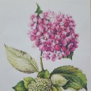 꽃그림 색연필화 이미지