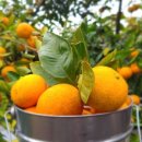 해광농장 이미지