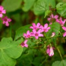 천마산10리길 이미지