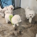 dog's 애견샵 네이버블로그