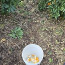 소소농장 | [종가댁제주]제주에서 제대로 힐링한 감귤 체험 "보메와산감귤체험농장" 내돈내산 후기